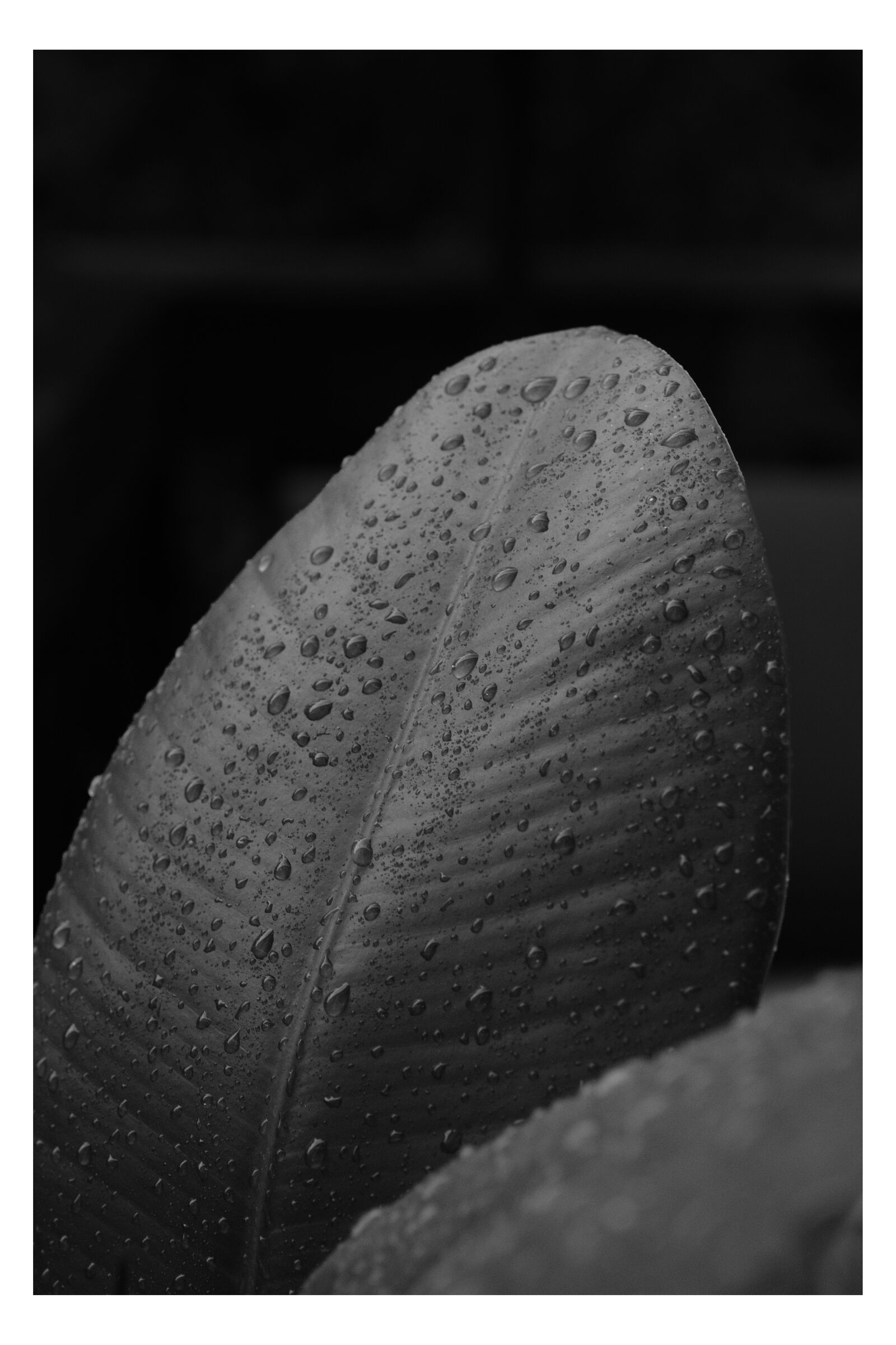 Abstract photograph 9 by William Everett