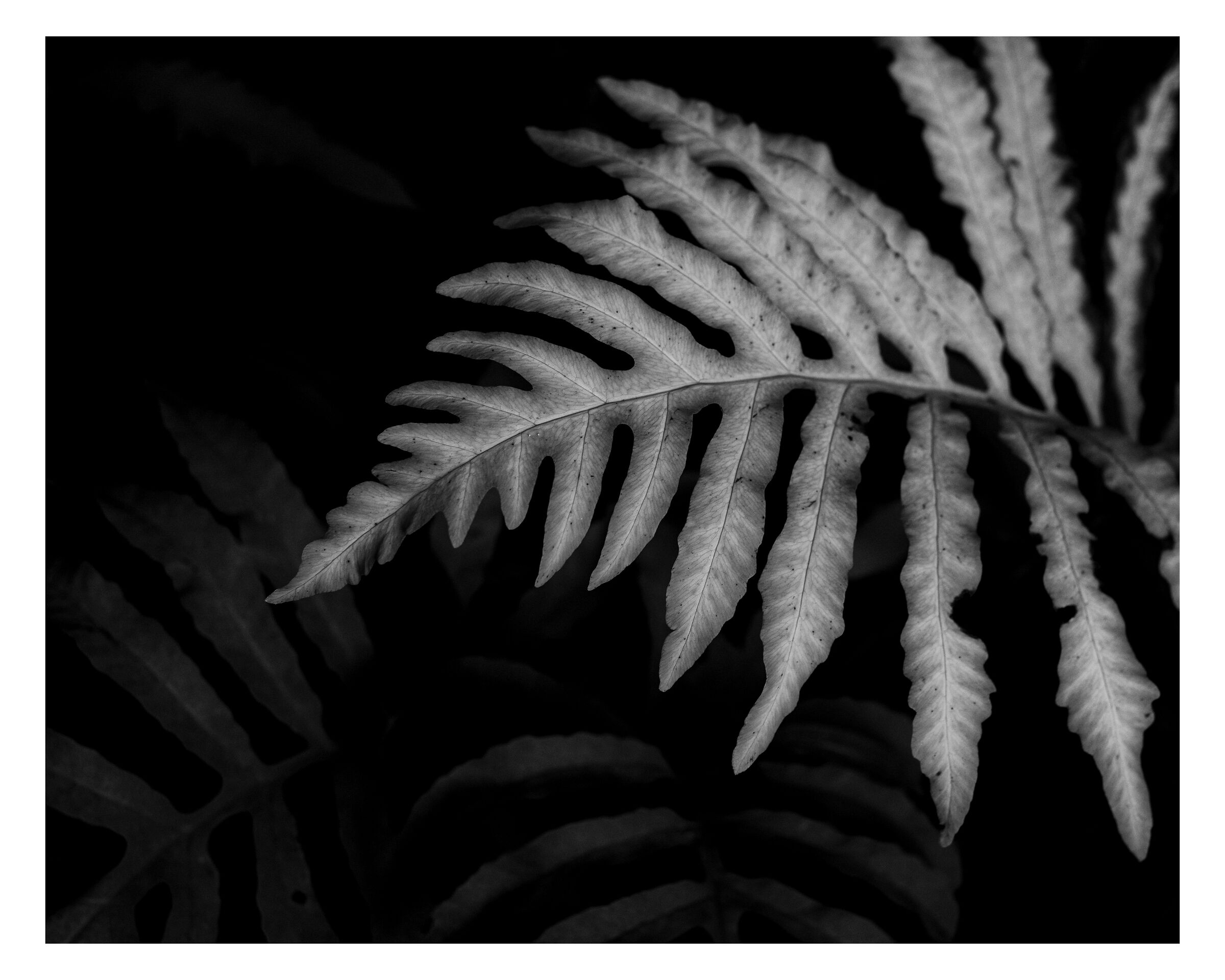 Abstract photograph 20 by William Everett
