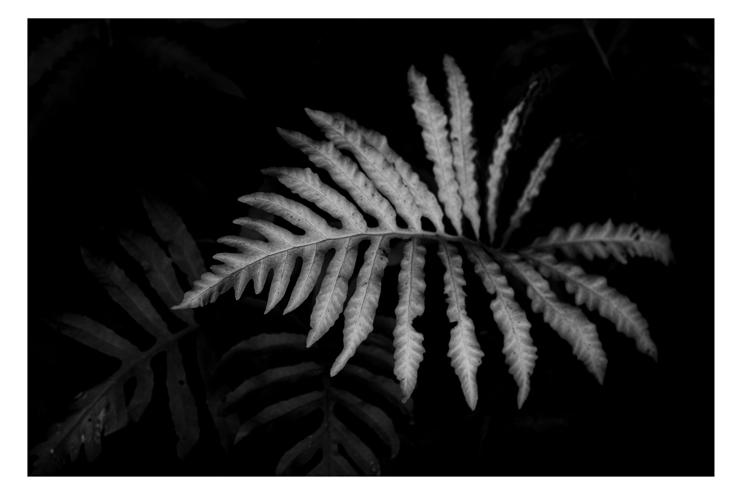 Original photography from Abstract by William Everett