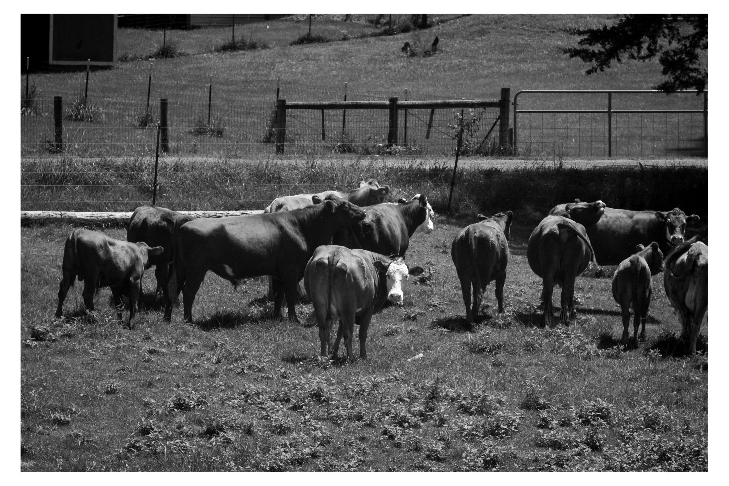 Charlottesville photograph 23 by William Everett