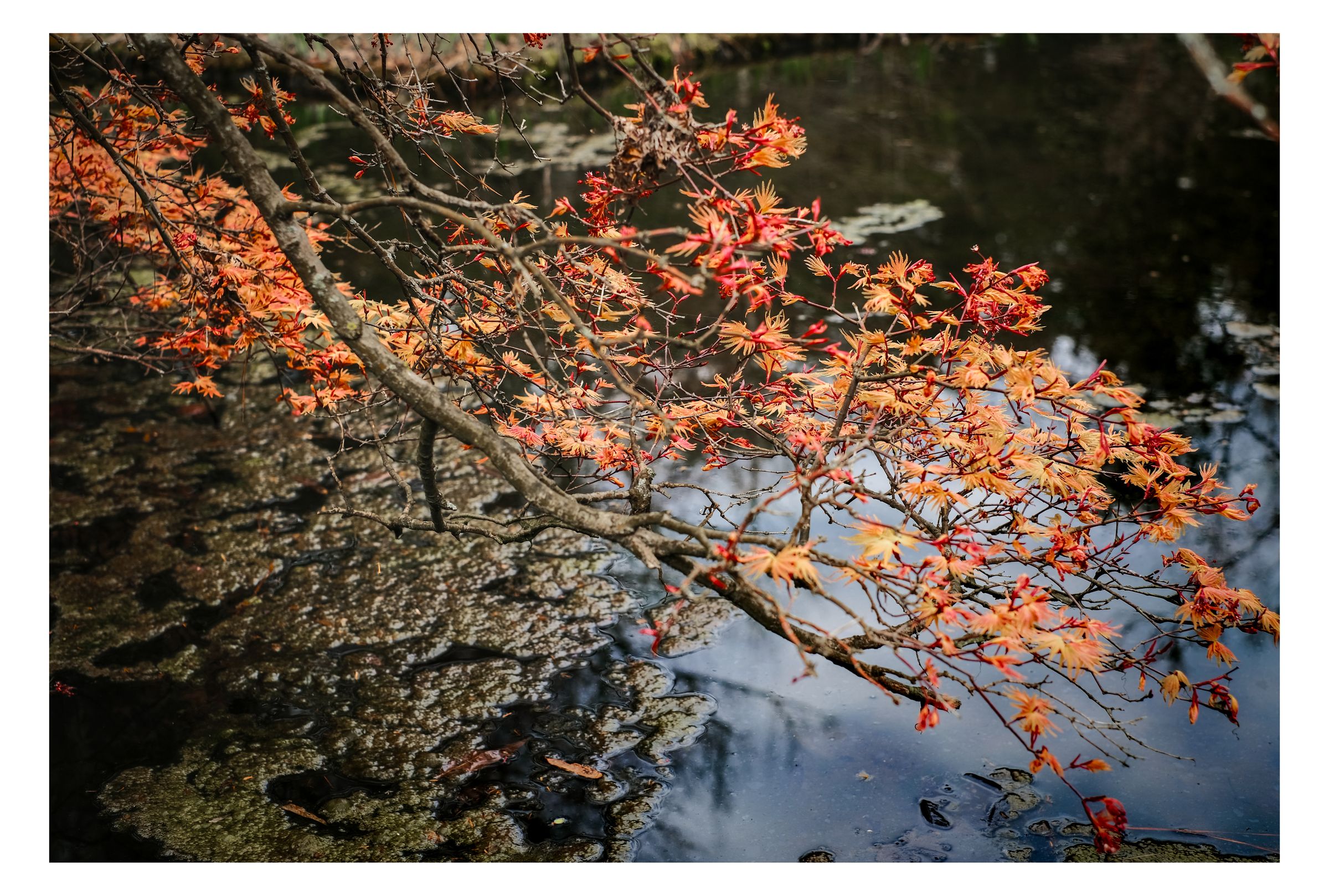 Nature photograph 8 by William Everett