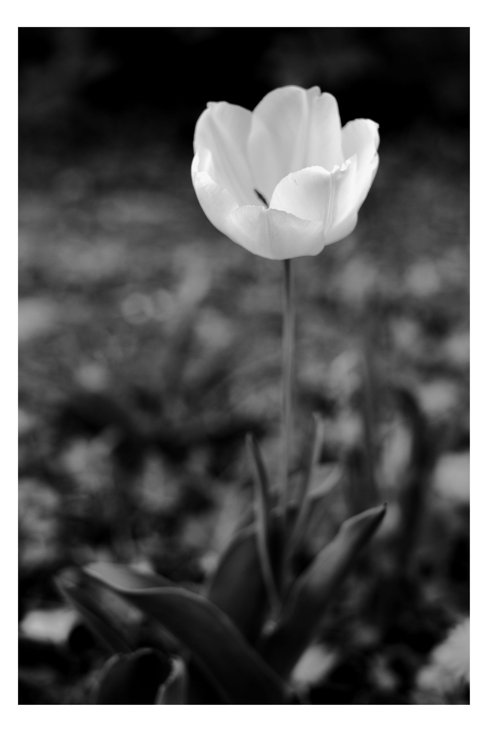 Nature photograph 9 by William Everett