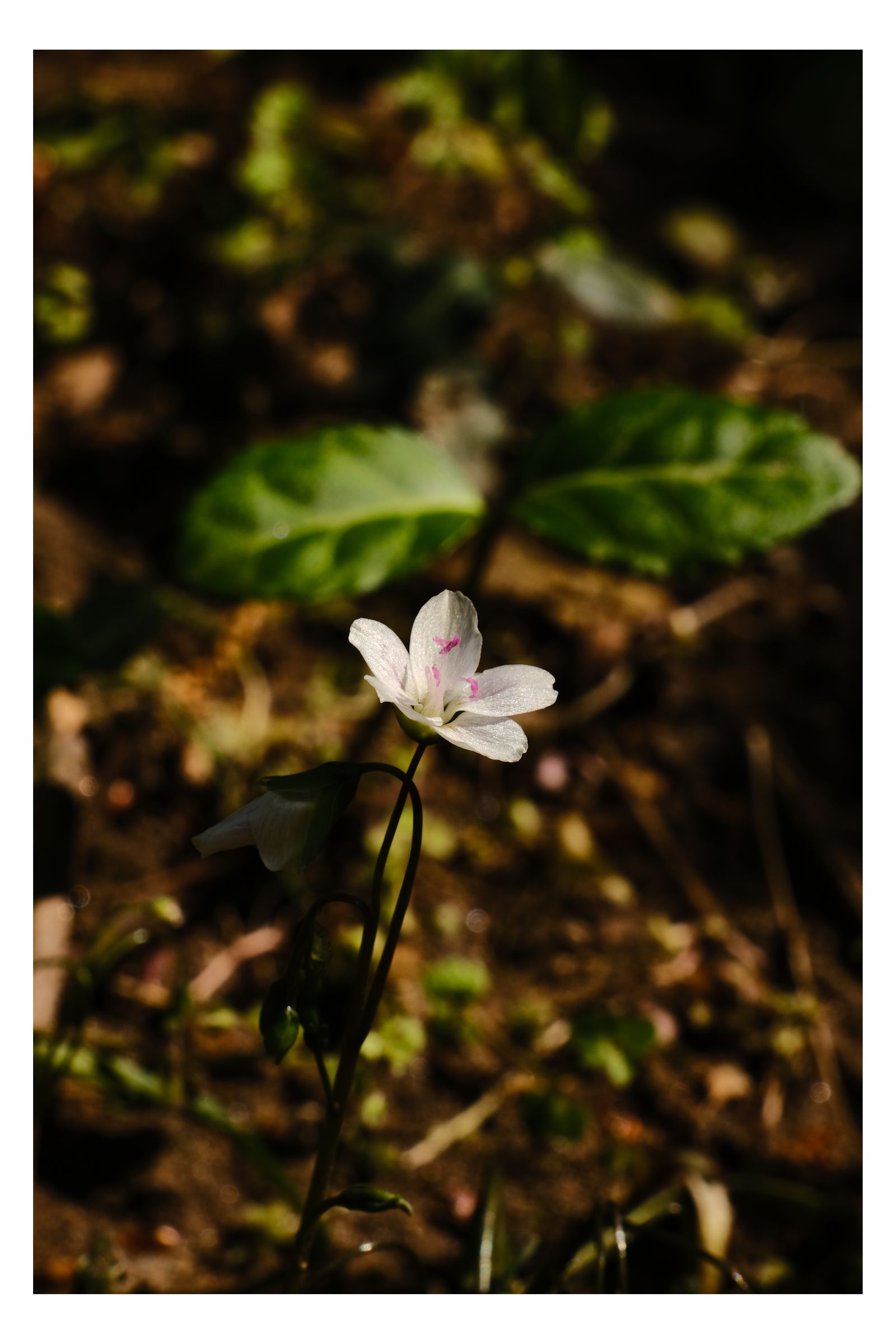 Nature photograph 10 by William Everett