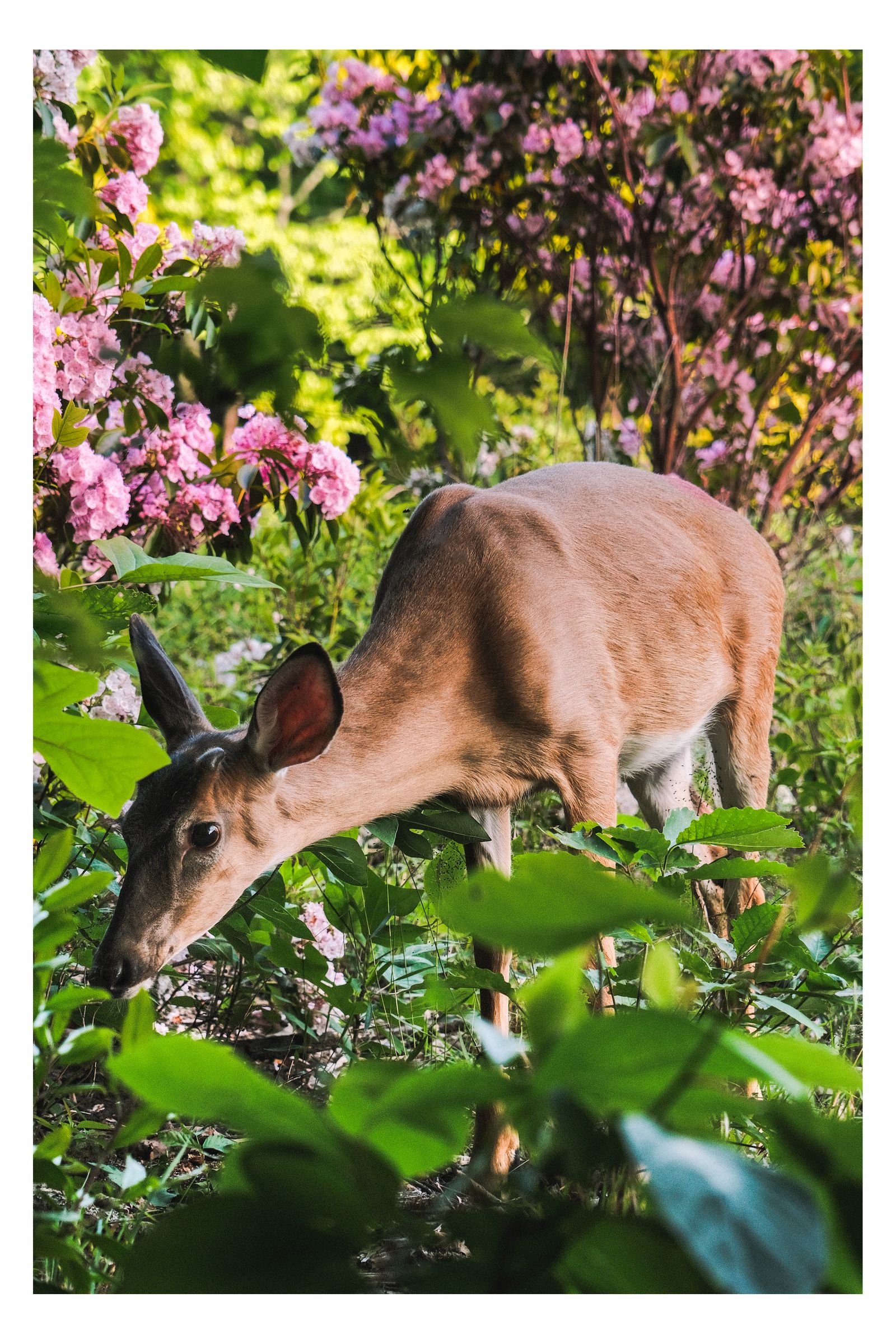 Nature photograph 11 by William Everett