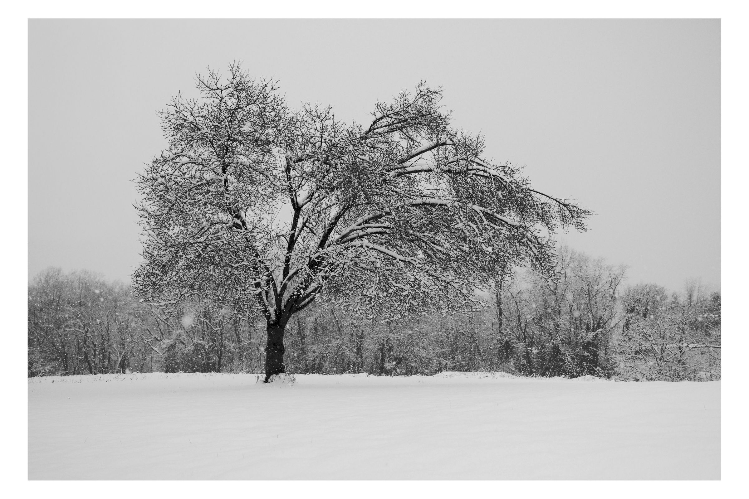 Nature photograph 16 by William Everett
