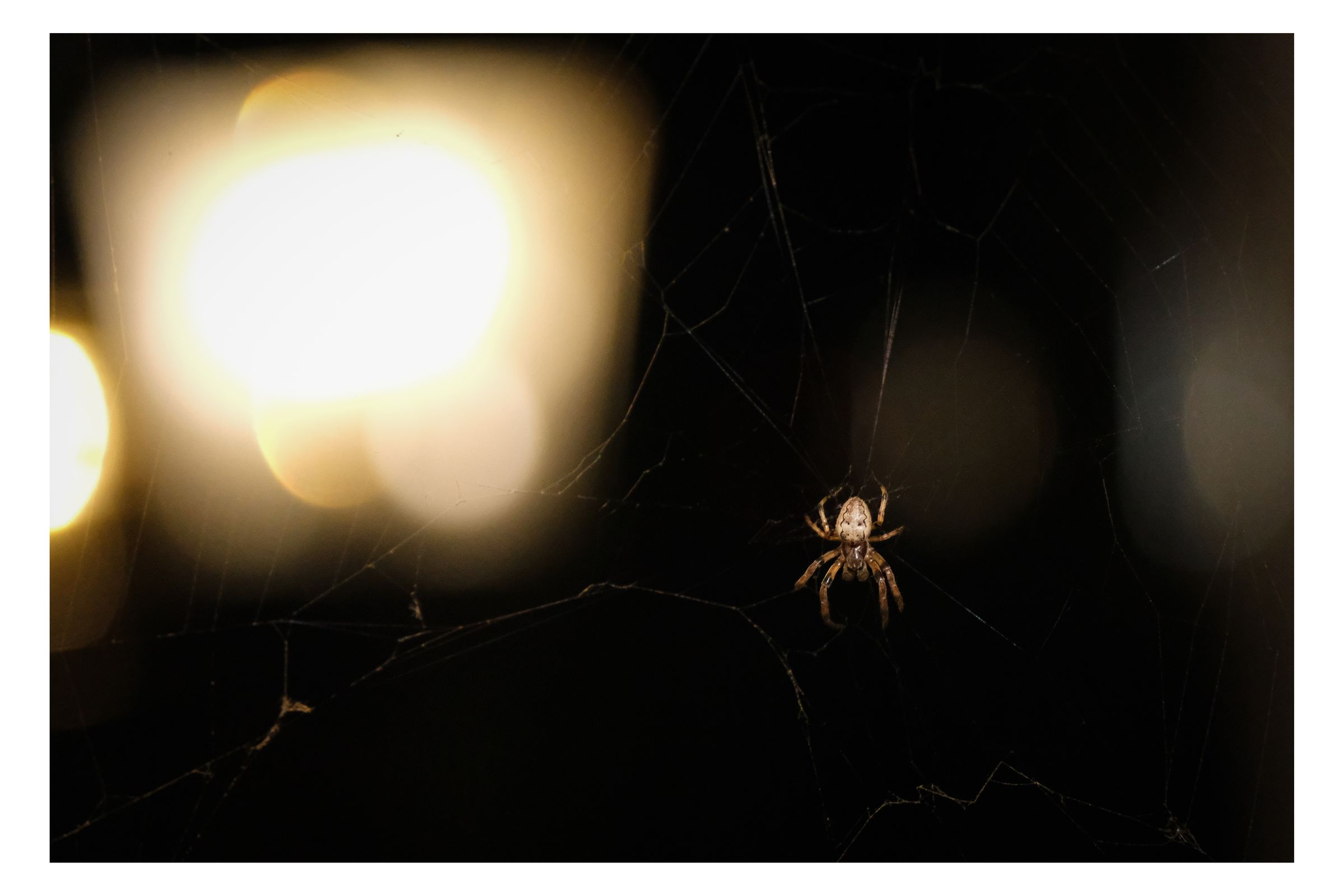 Nature photograph 18 by William Everett