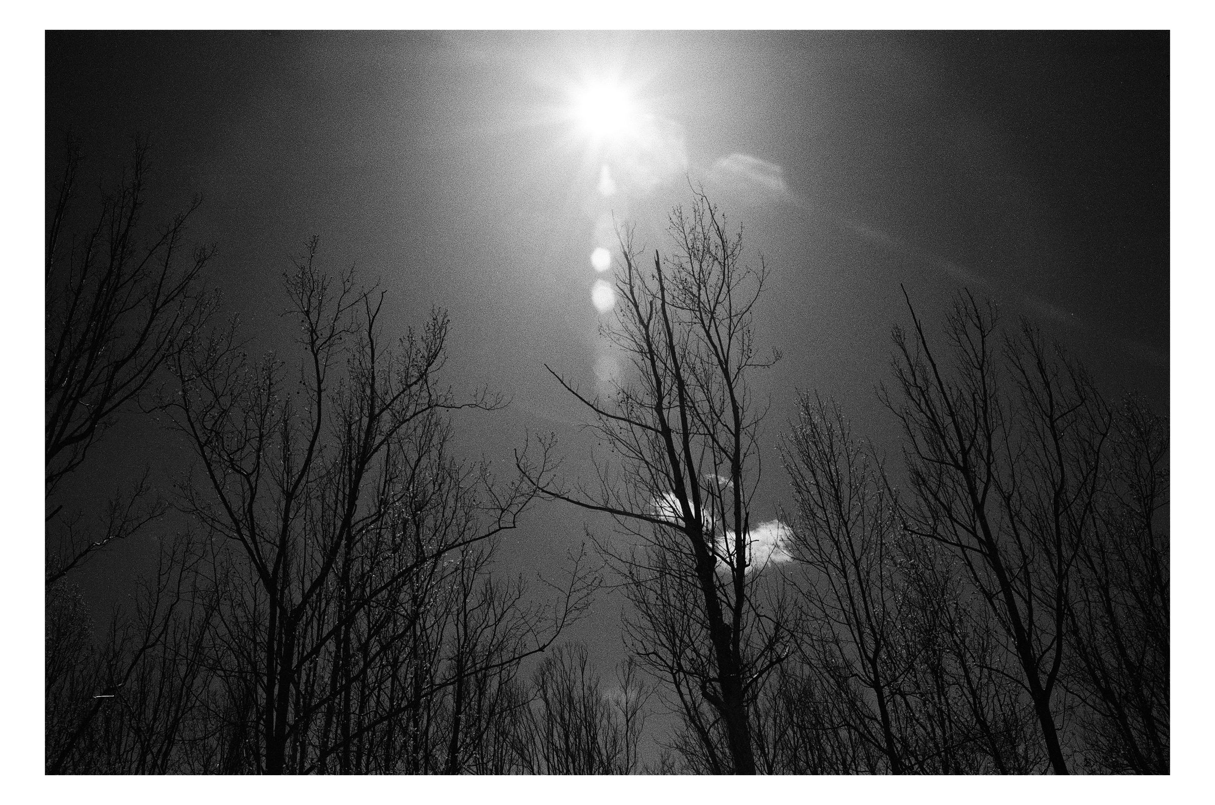 Nature photograph 20 by William Everett