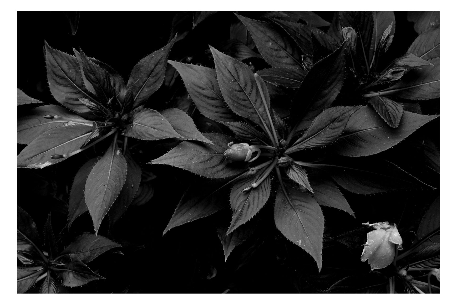 Nature photograph 22 by William Everett