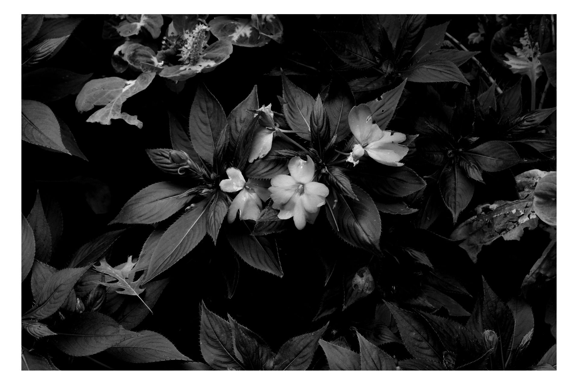 Nature photograph 23 by William Everett