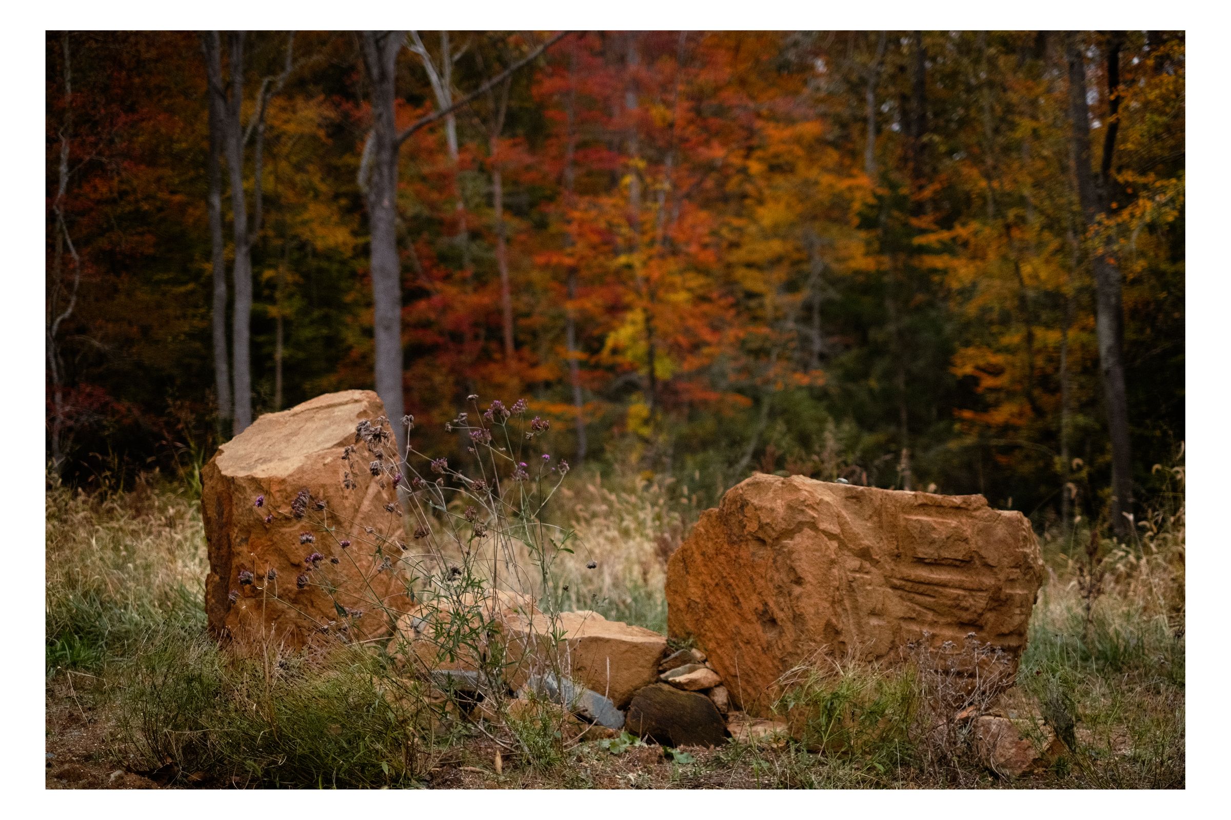 Nature photograph 25 by William Everett