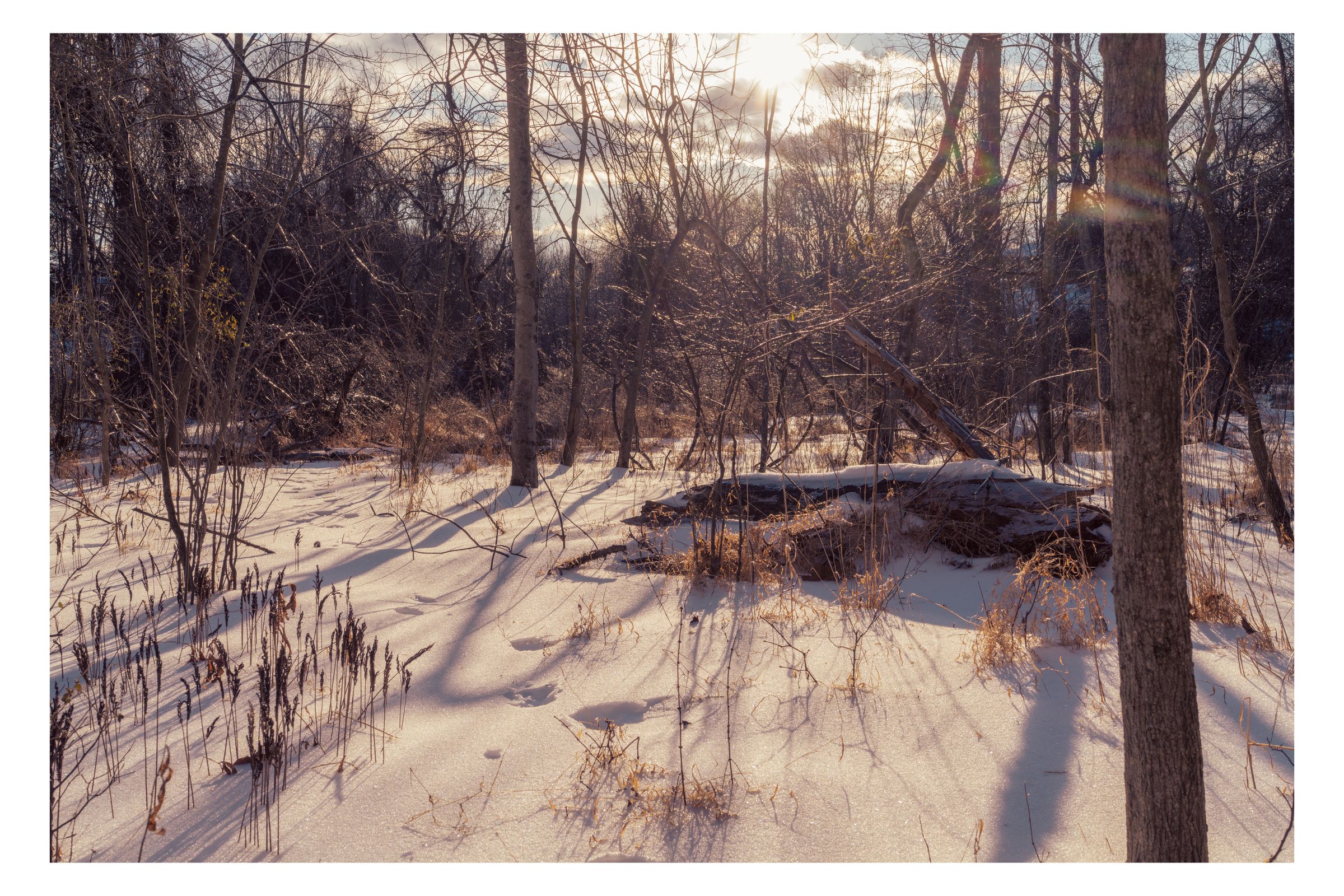 Nature photograph 27 by William Everett