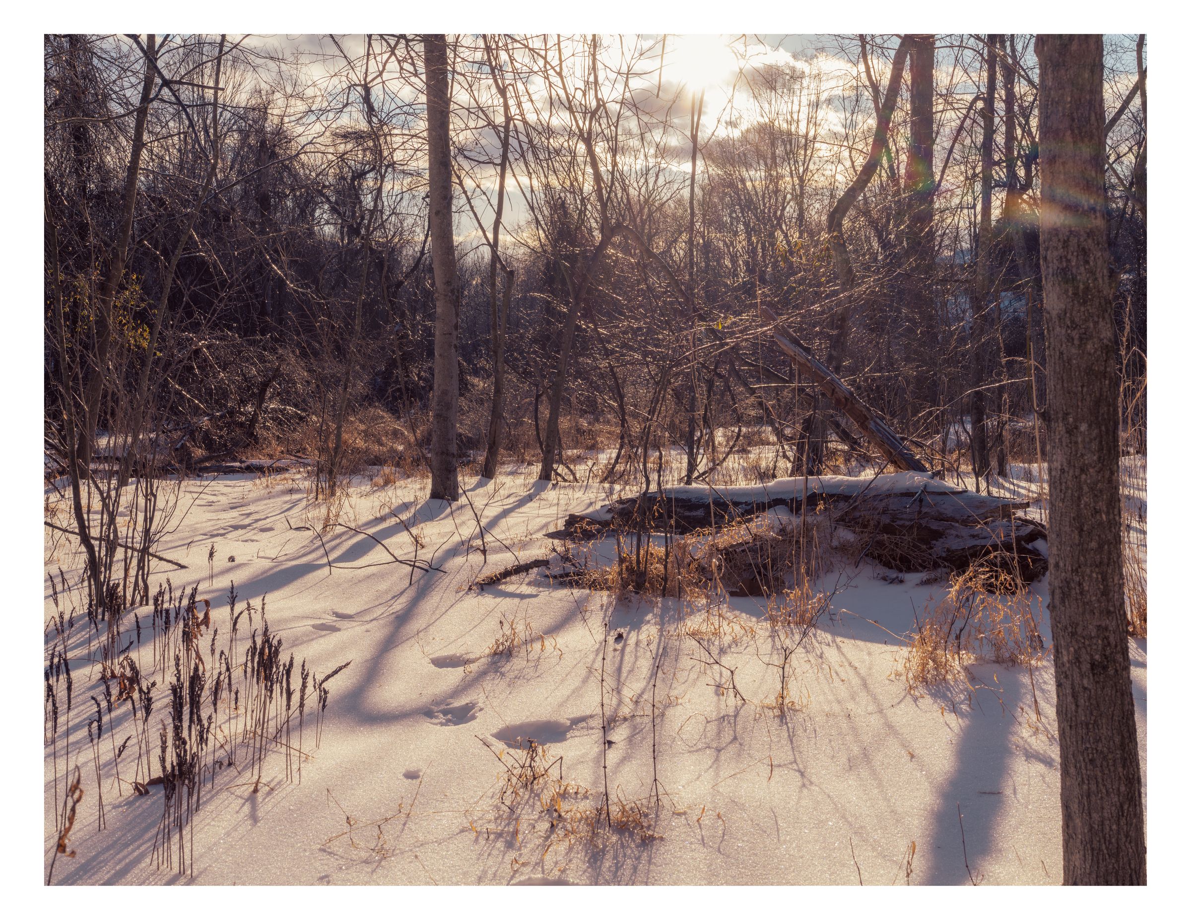 Nature photograph 28 by William Everett