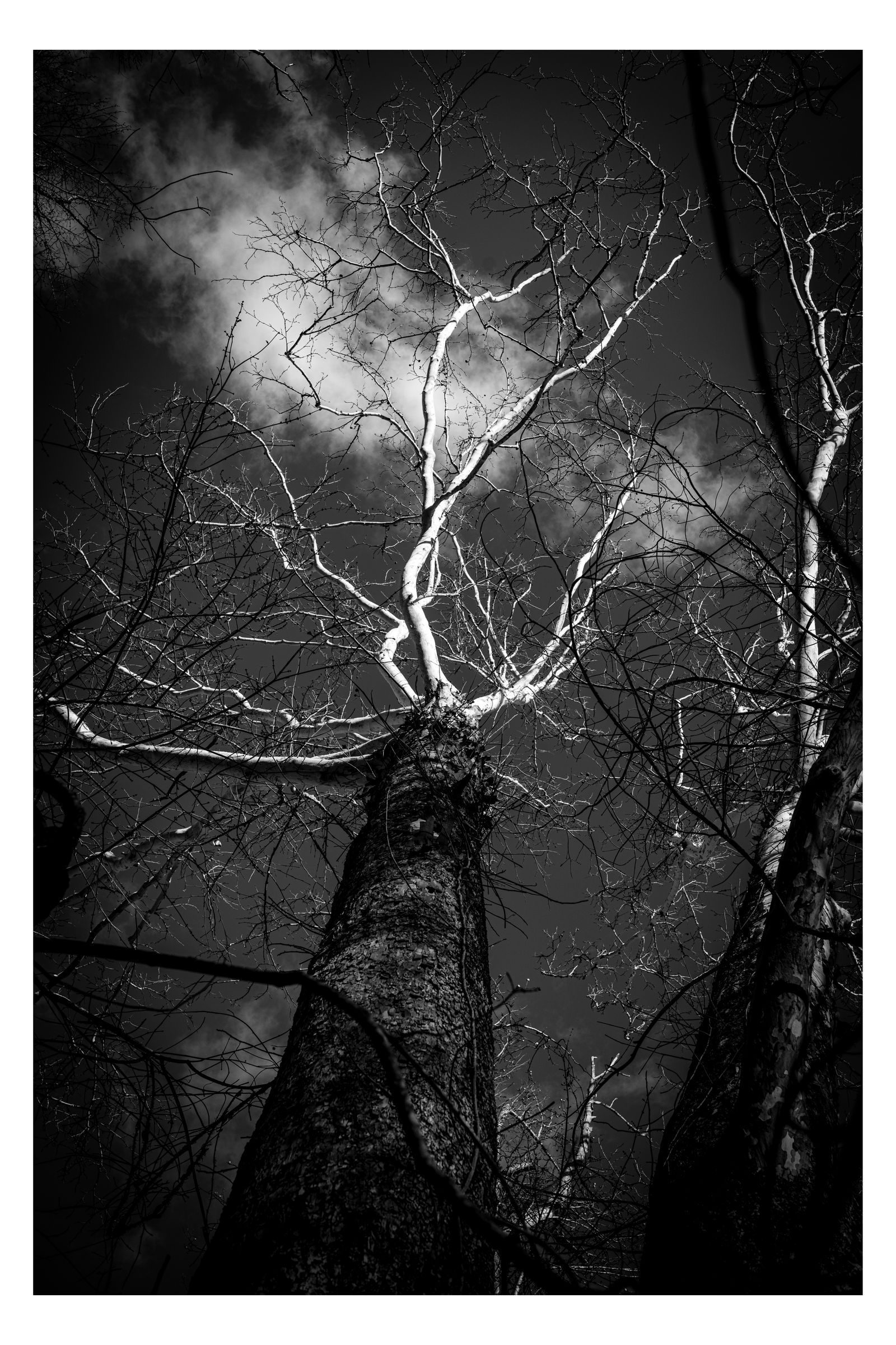 Nature photograph 29 by William Everett