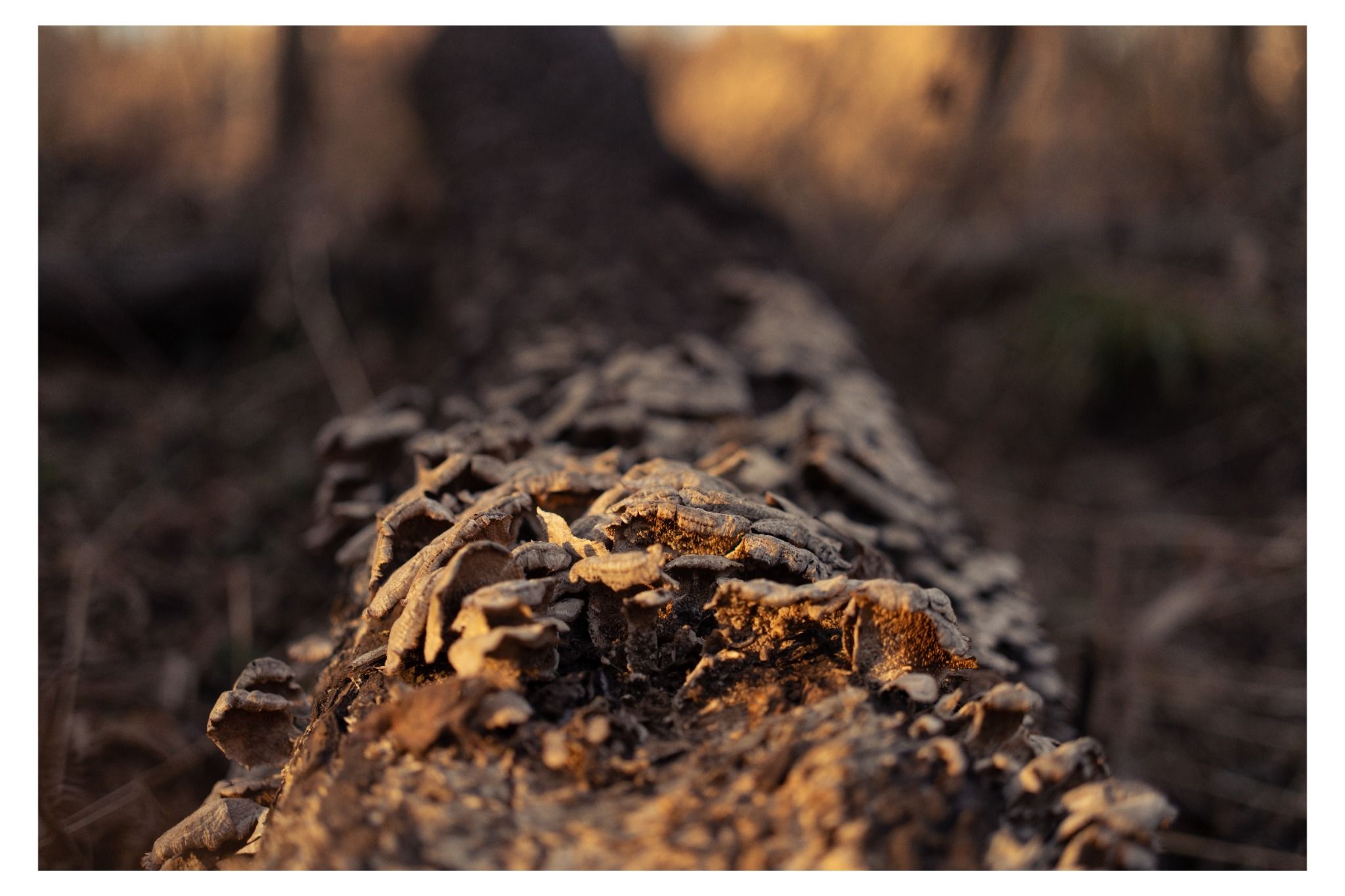 Nature photograph 31 by William Everett