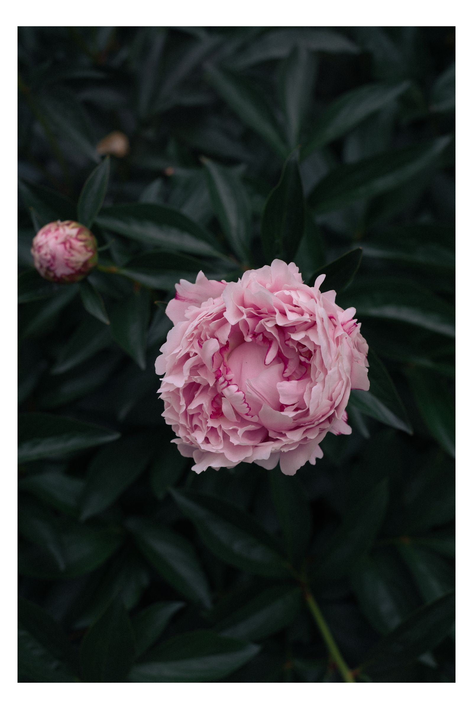 Nature photograph 33 by William Everett