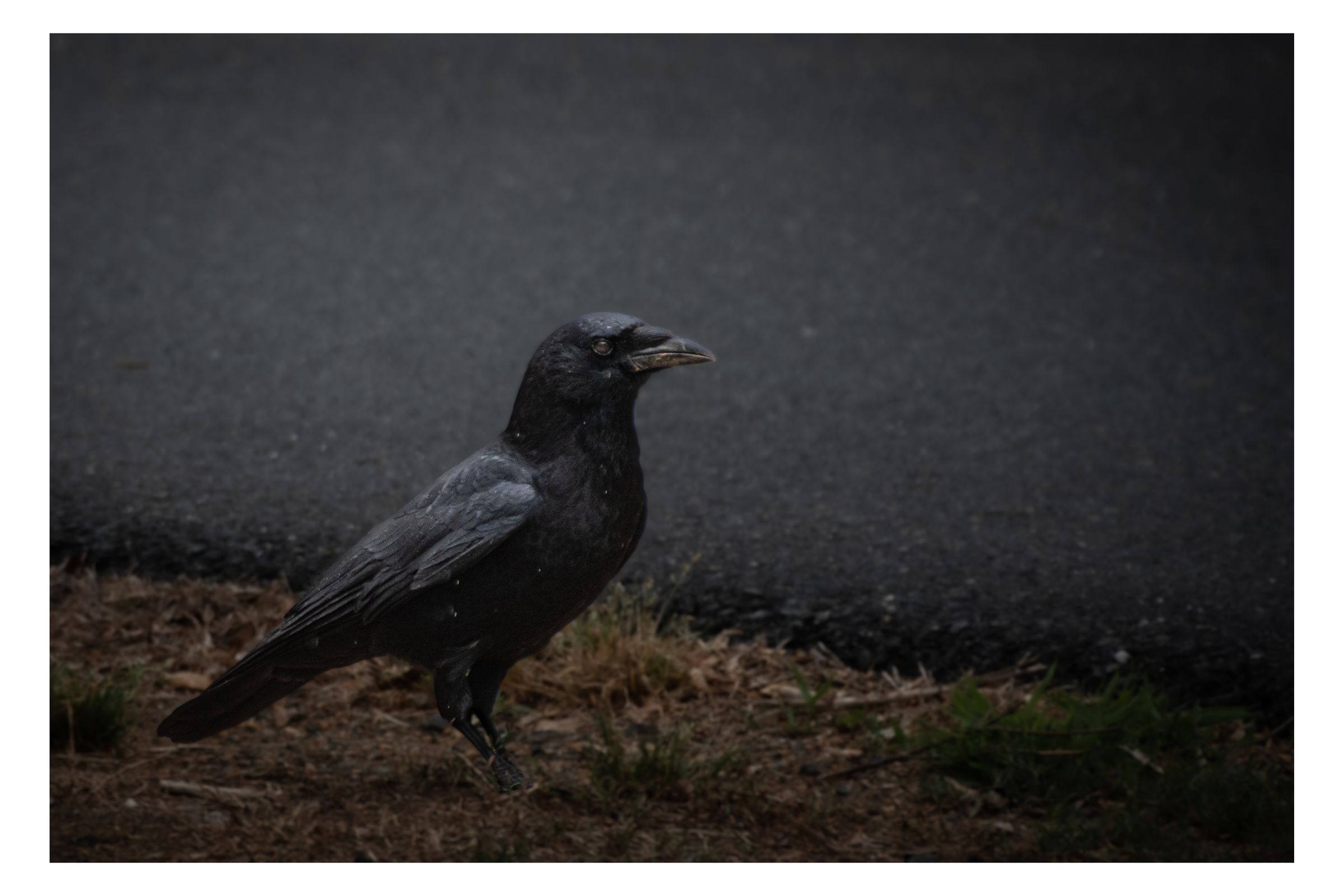 Nature photograph 38 by William Everett