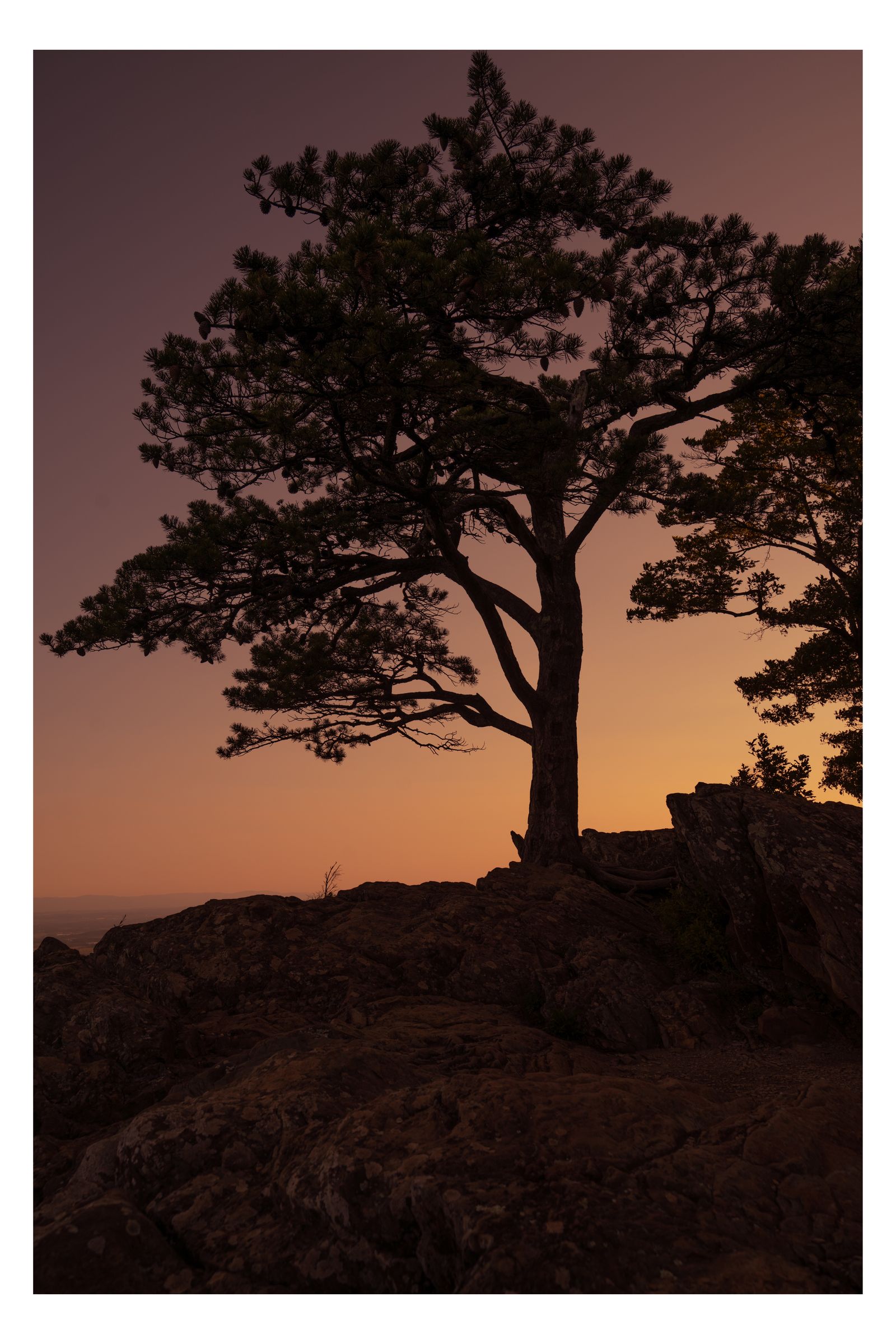 Nature photograph 48 by William Everett