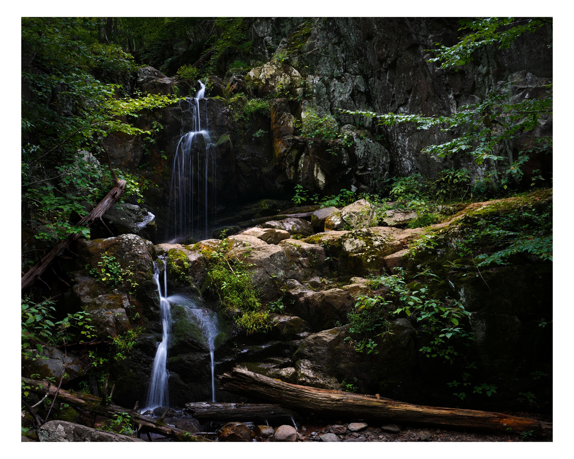 Original photography from Nature by William Everett